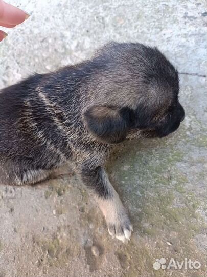 Собака в добрые руки отдам бесплатно