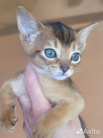 Абиссинская