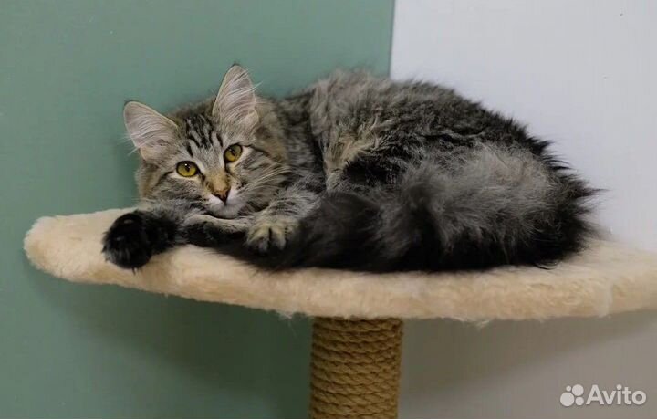 Красивая кошечка Лиззи в добрые руки