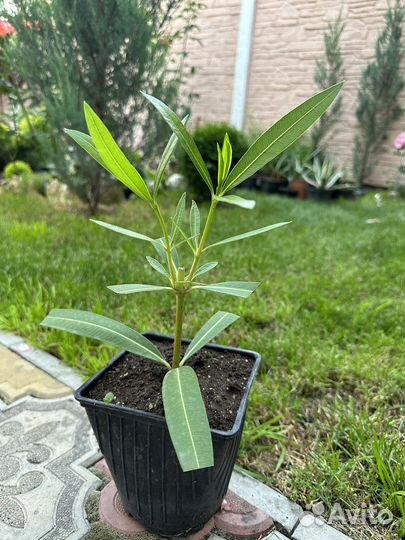 Олеандр розовый