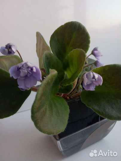 Фиалка цветущая,небольшая