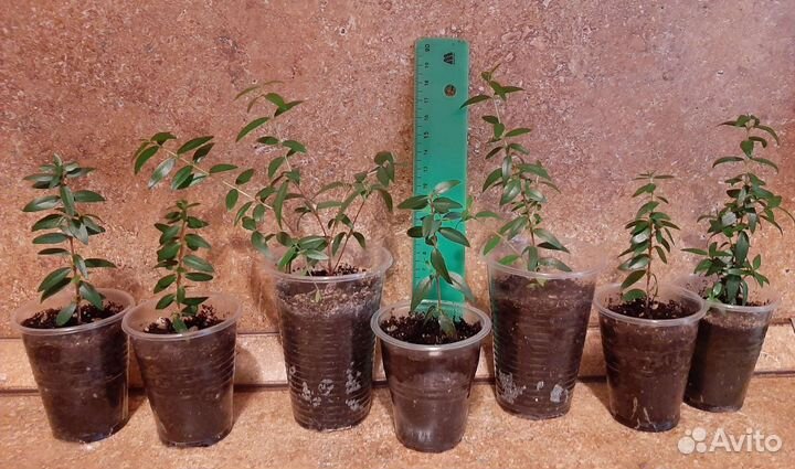 Мирт комнатный