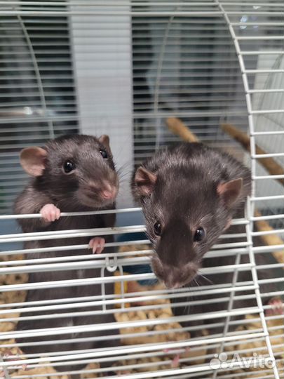 Декоративная крыса дамбо