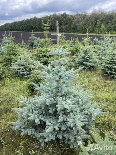 Саженцы Ель серебристая