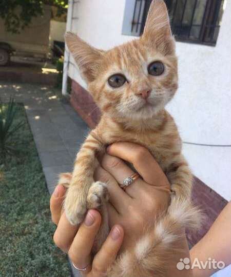 Котик в добрые руки, бесплатно