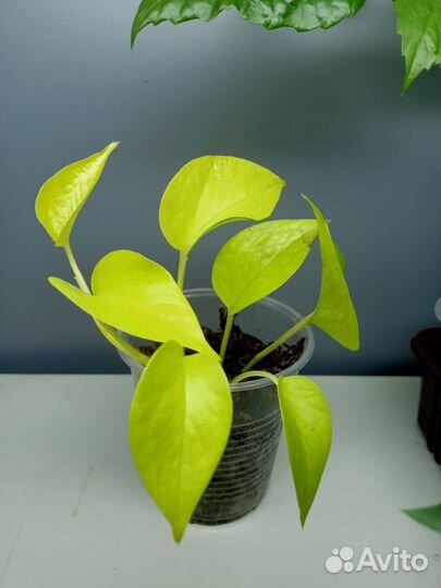 Комнатные растения