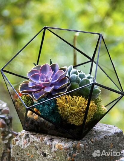 Каменная Роза, суккулент