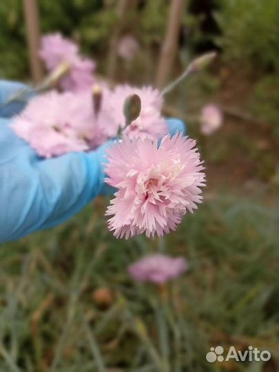 Гвоздика многолетняя. Белая, розовая