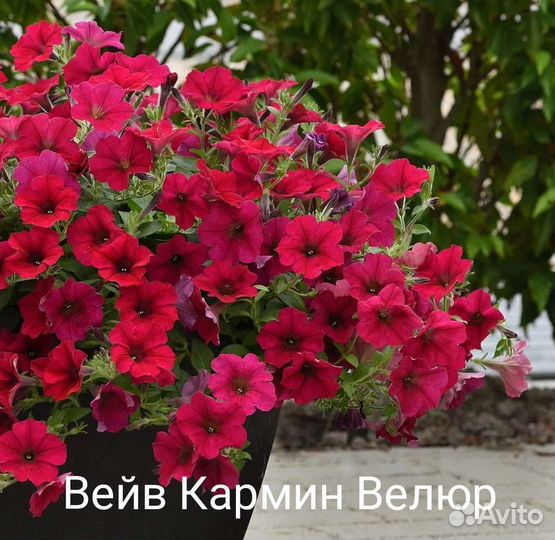 Тайдал Ампельная петуния