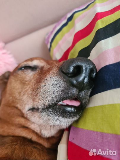 Такса вязка (кабель)