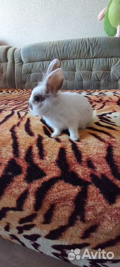 Декоративные кролики