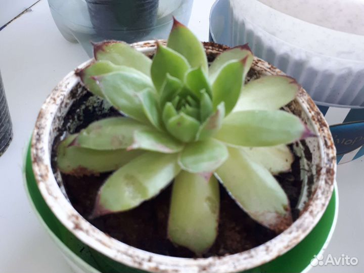 Суккуленты, Алое, Толстянка