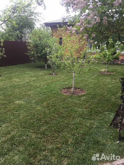 Продажа рулонного газона эконом