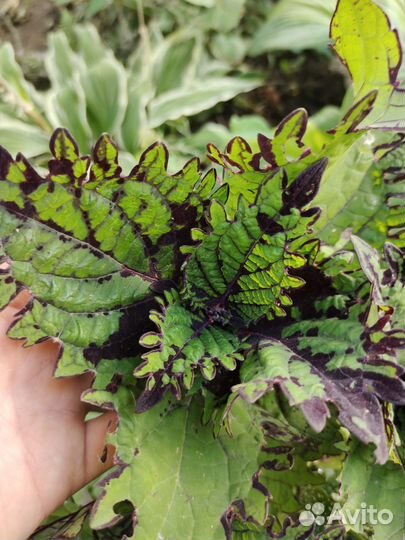 Колеусы срезы