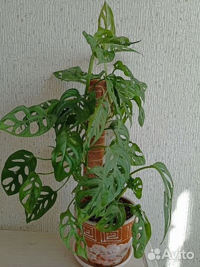 Монстера манки маск