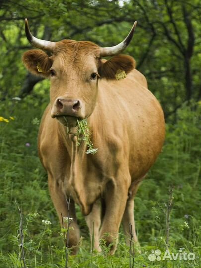 Ветеринарный врач, осеменатор, ветврач