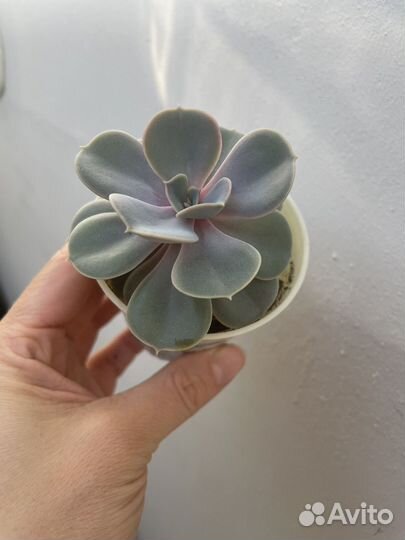 Суккуленты