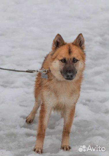 Рыжий пушстик Изюмчик в добрые руки