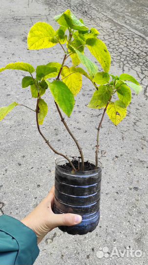 Гортензия древовидная анабель