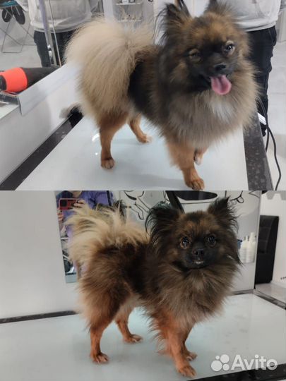 Груминг собак, кошек, кроликов