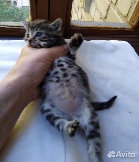 Девочка 3недели