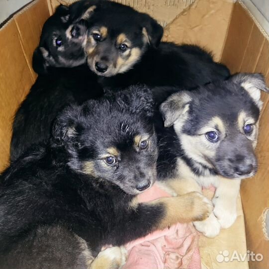 Щеночки кукленыши в добрые руки