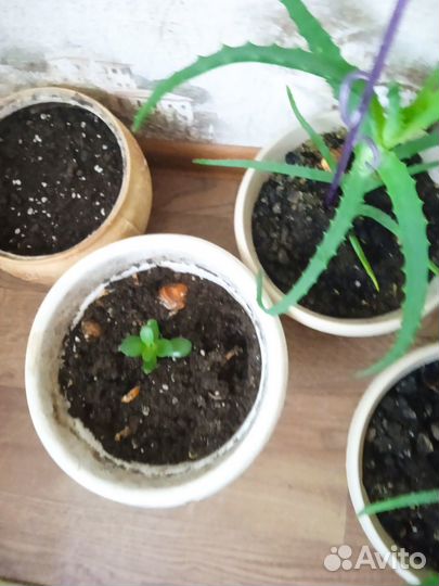 Отросток алое и денежное дерево