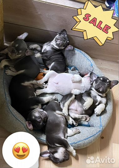 Французский бульдог лиловый, какао и голубой