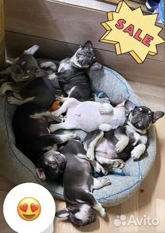 Французский бульдог лиловый, какао и голубой