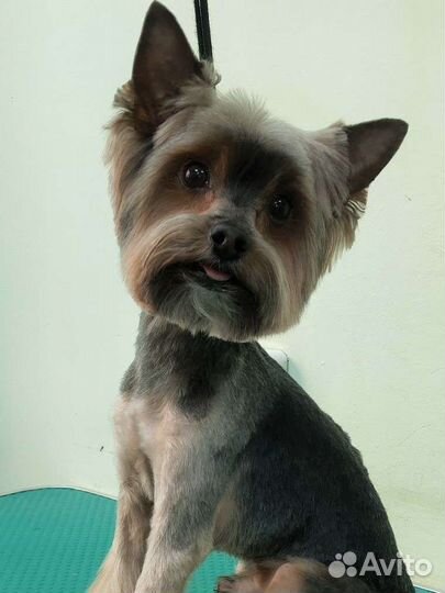 Стрижка собак и кошек курсы домашнего груминга