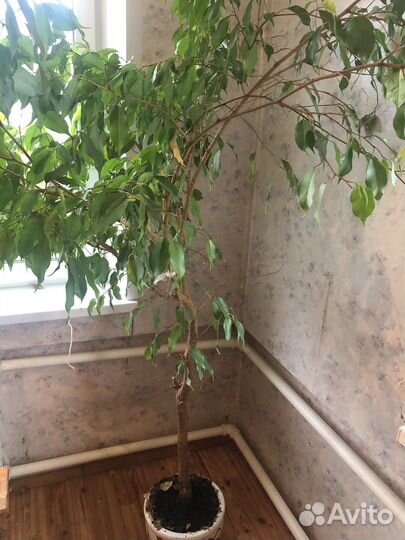 Фикус ретуса