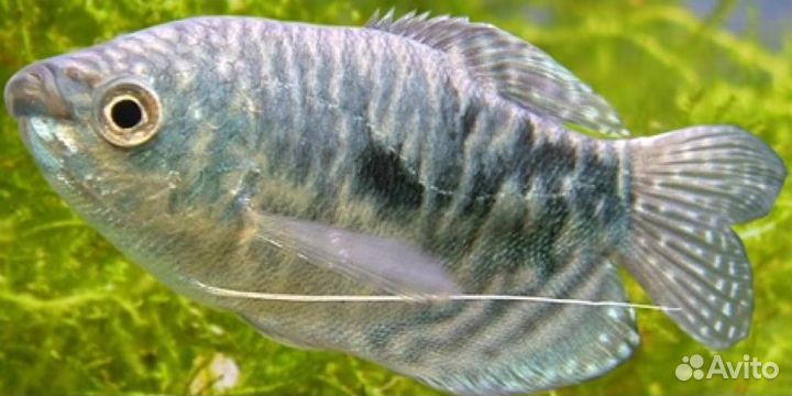 Гурами голубой, Гурами мраморный