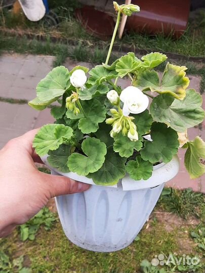 Пеларгония герань