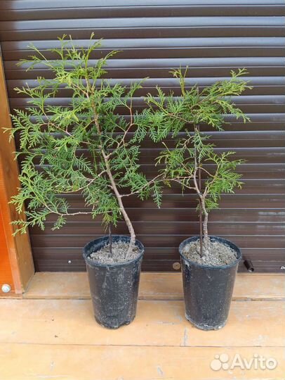 Многолетники, золотой корень,спирея