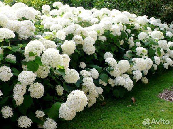 Саженцы Гортензии и калины Бульденеж