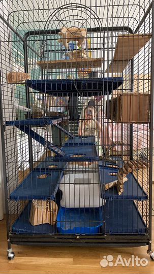 Клетка и шиншиллы