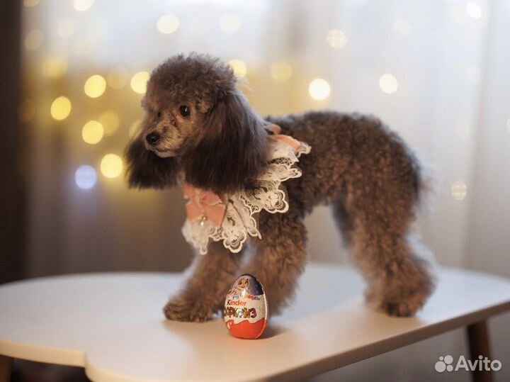 Тикап Тедди Пудель Китай