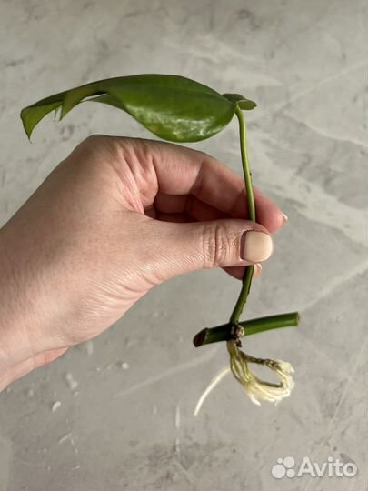 Монстера минима рафидофора - черенки