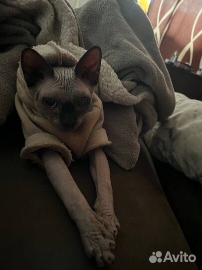 Канадский сфинкс