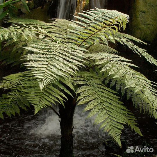 Циатея древовидный комнатный папоротник