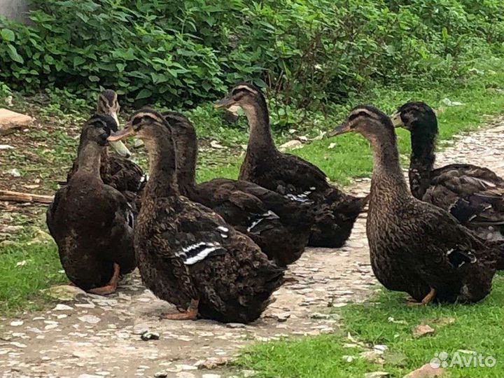 Руанскаяутка и инкубационное яйцо в Лобне