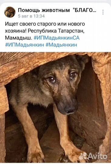 Собаки в отлове ИП Мадьянкин