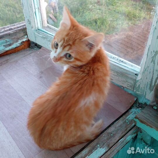 Отдам бесплатно