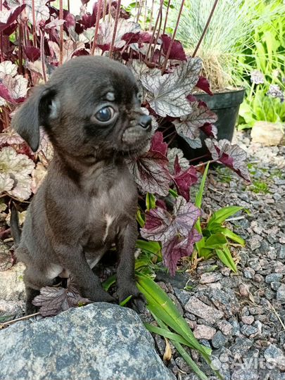 Веселые чихуашки