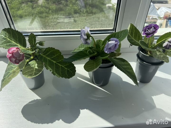 Глоксиния цветущая любая 250