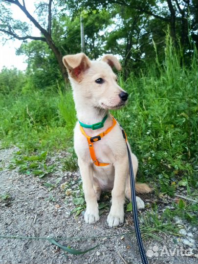 Отдам в добрые руки