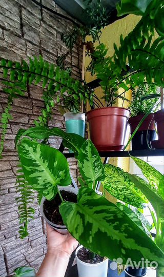 Комнатные растения.Обновлен 28.06