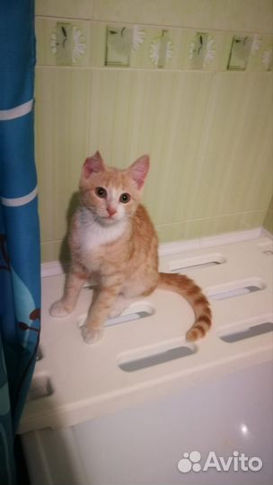Классный котенок Сема
