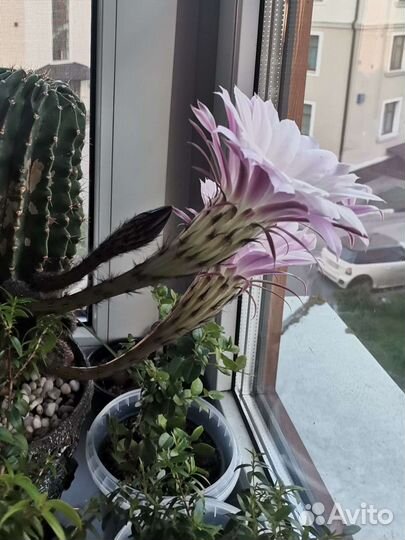 Кактусы и суккуленты