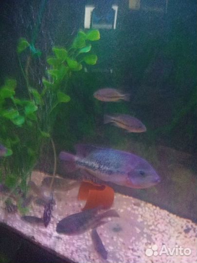 Боция мраморная